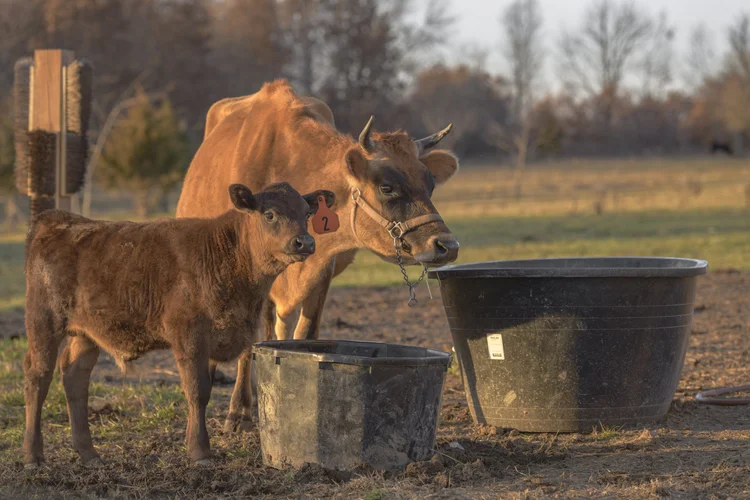 A cow and calf stand beside water buckets in a sunlit pasture.