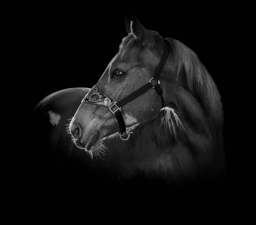 Animals — a black-and-white horse portrait