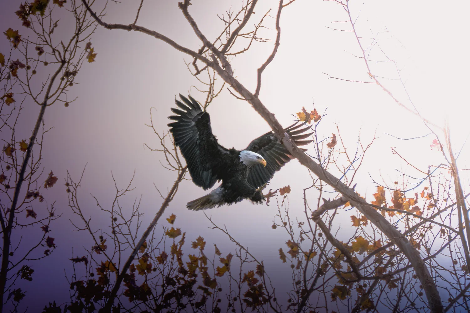 Bald Eagle Spreading Its Wings. Visible: bald eagle, spread wings, white head.