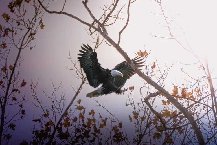 A bald eagle lands in a tree with its wings spread among bare branches.