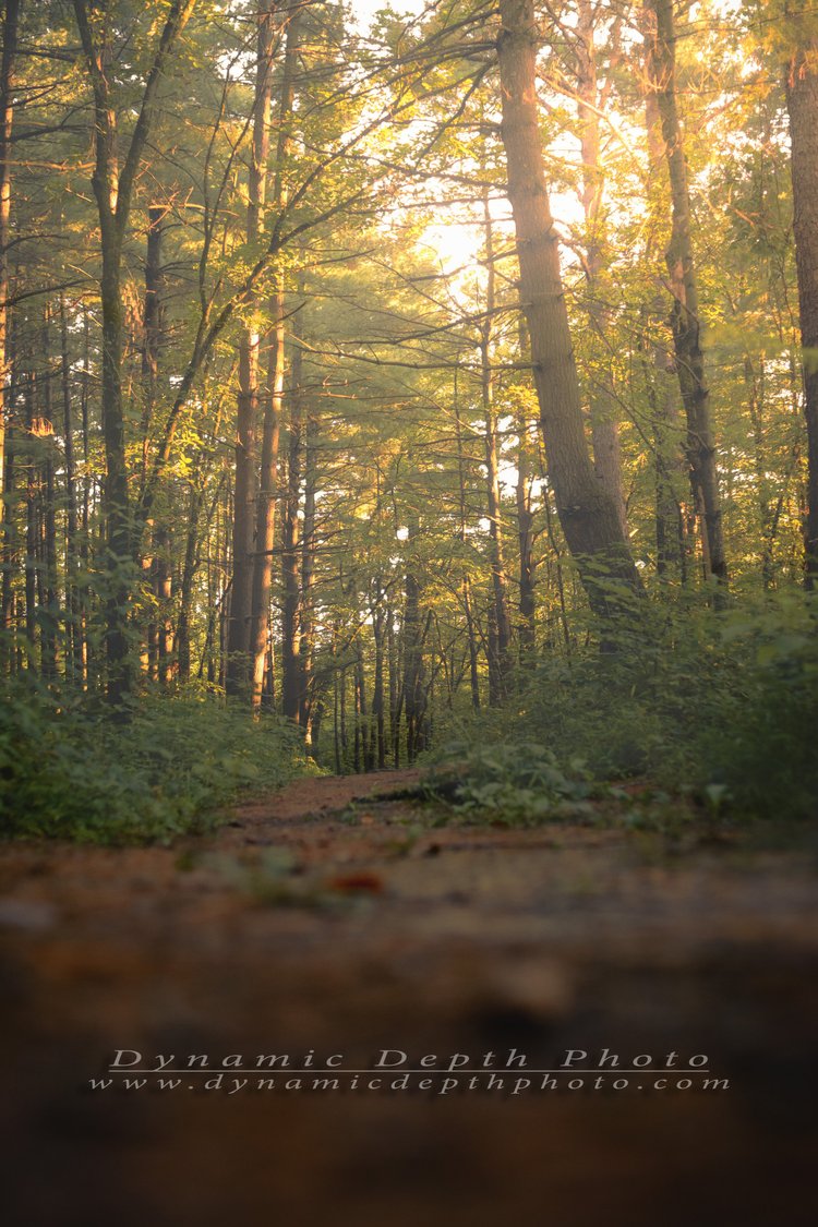 Warm sunlight filters through tall trees along a woodland path.