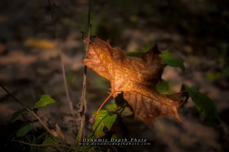 A curled orange leaf catches light against a softly blurred woodland background.