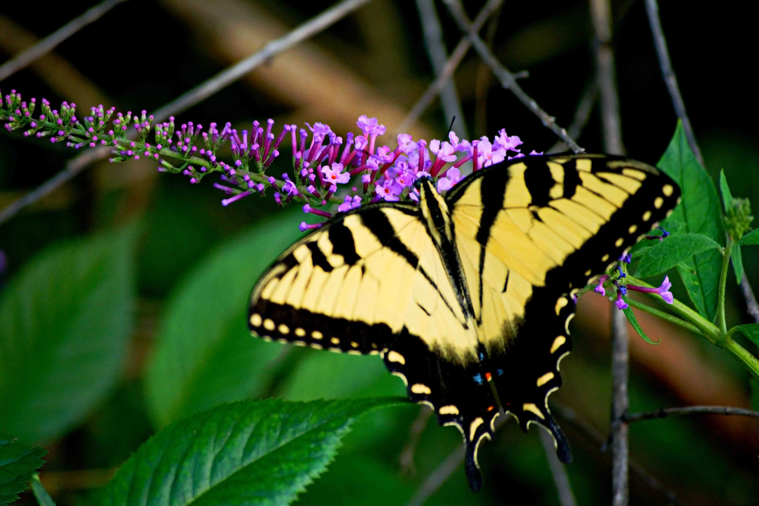 DSC_0035.jpg