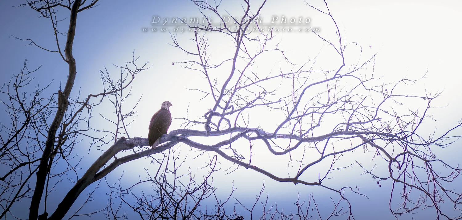Bald Eagle Perched in Bare Branches. Visible: bald eagle, perched bird, white head.