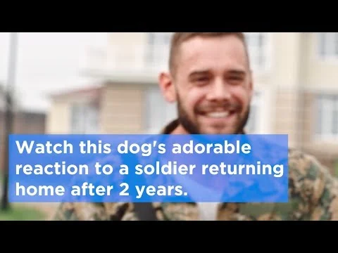 Dog's Dispiriting Reaction To Soldier Coming Home