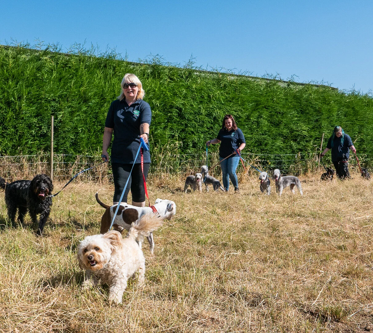 Gallery — Deansford Kennels