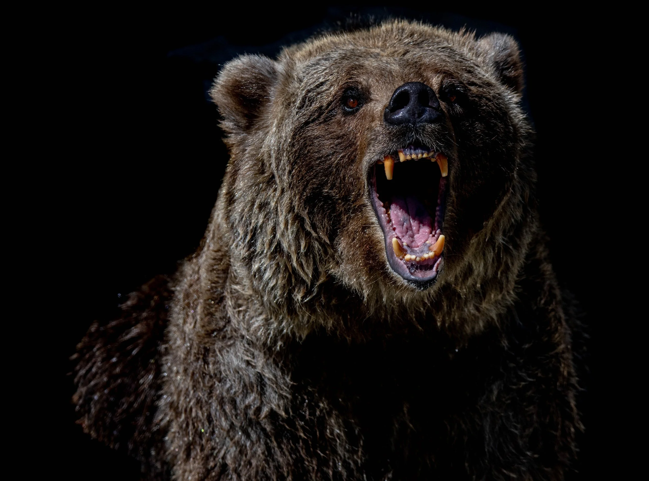 February 16 - Wrestling the Bear - Daily Drop #1