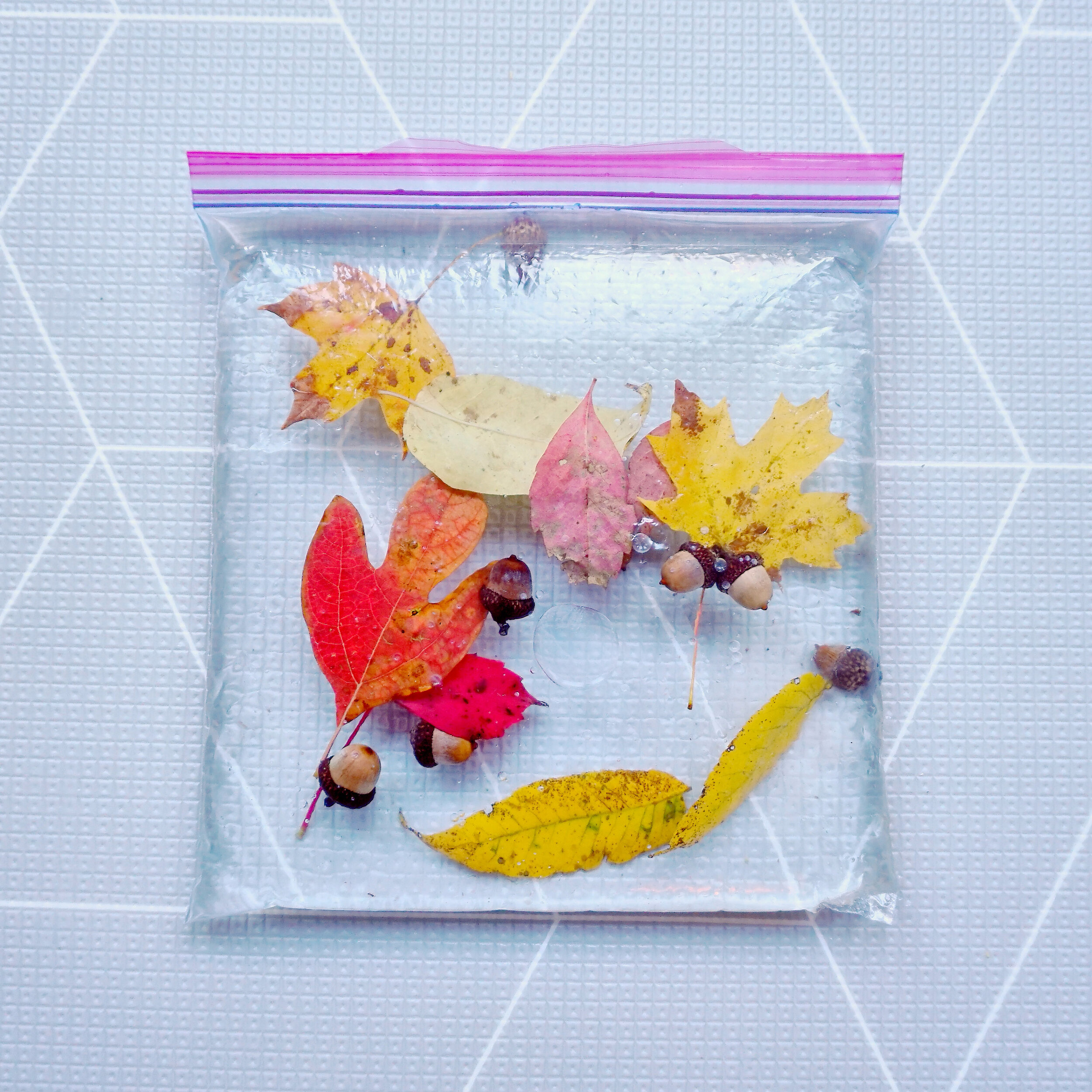 How to Bag Autumn Leaves