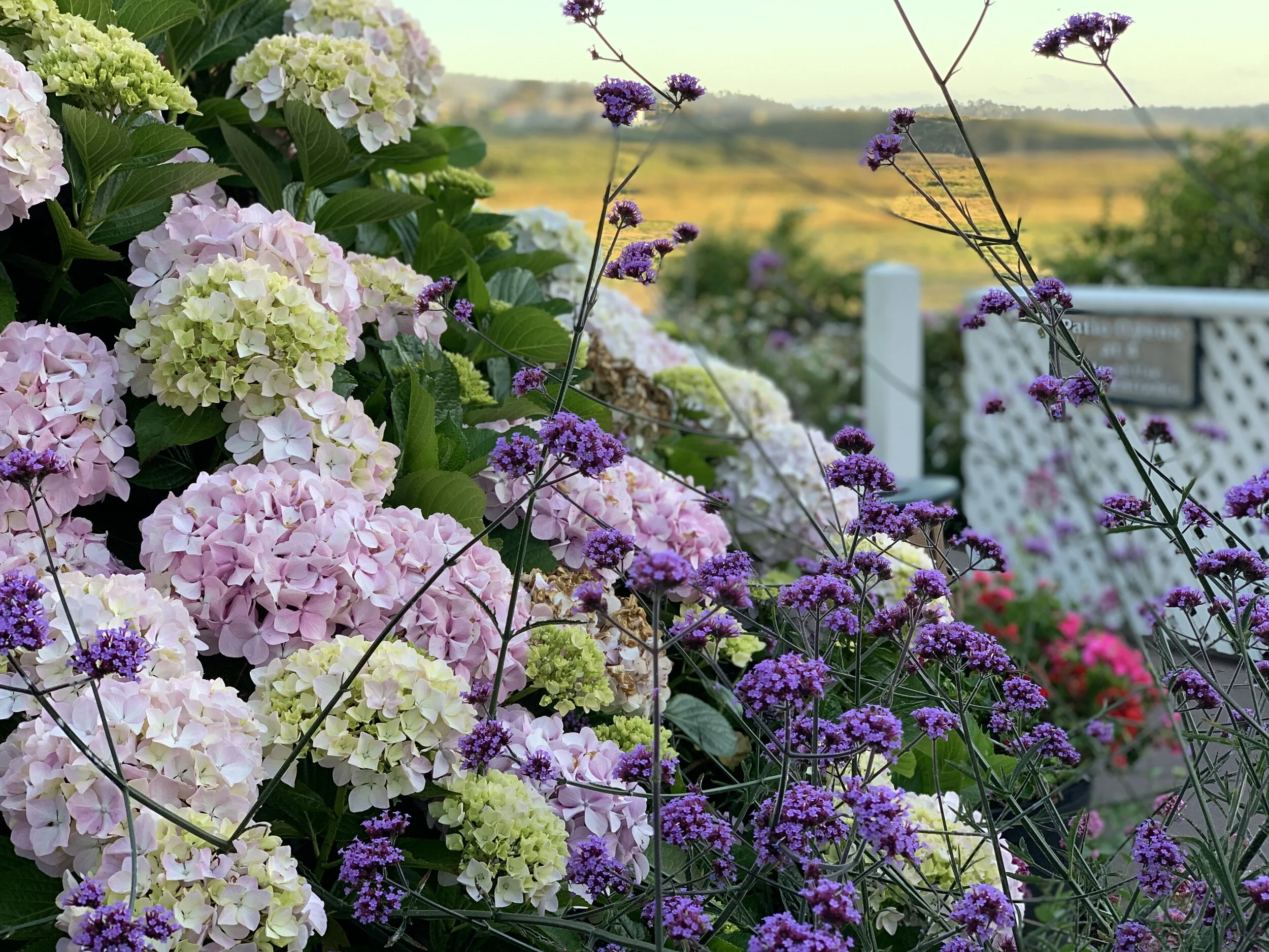 Flirting with Flowers in Carmel by the Sea