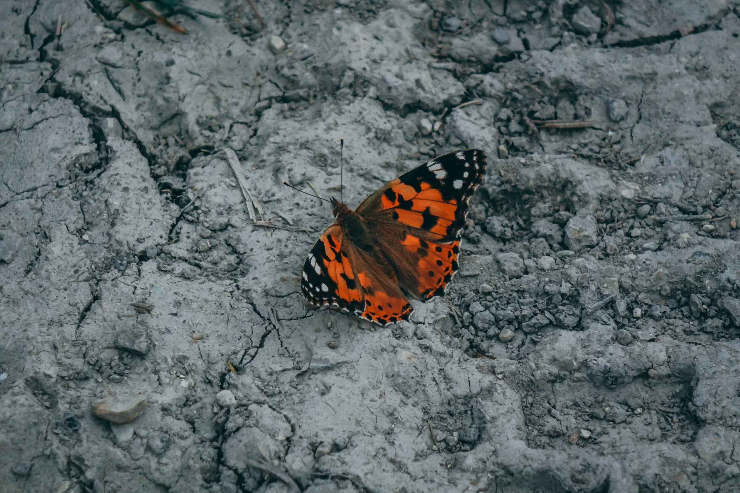 butterfly on solid ground.jpg