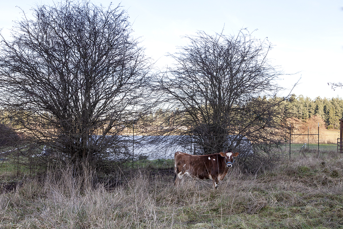 Cow