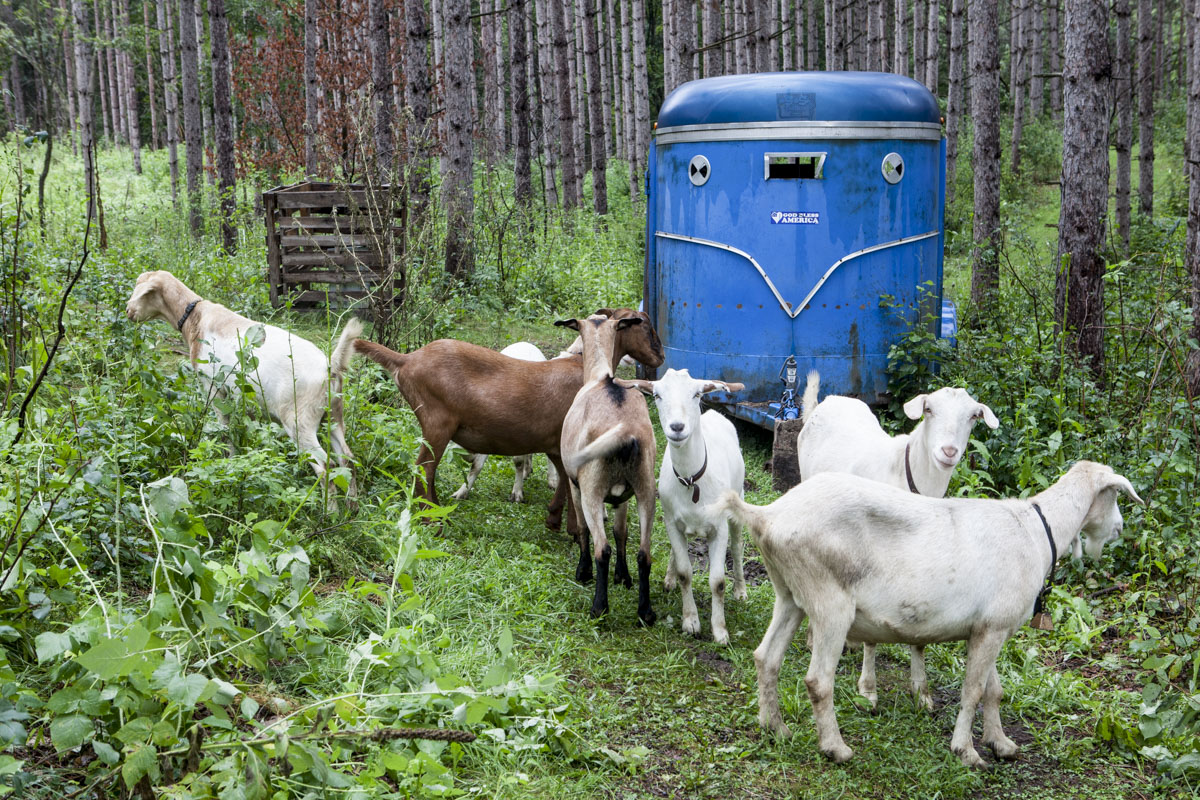 Goats