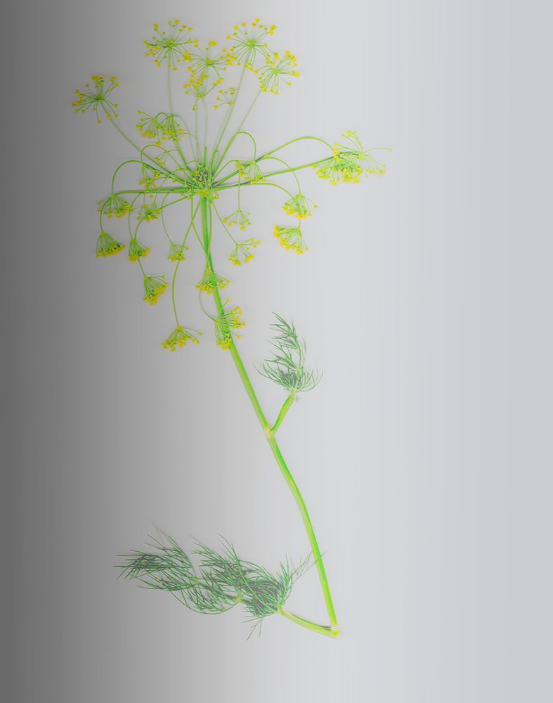 Dill Blossom