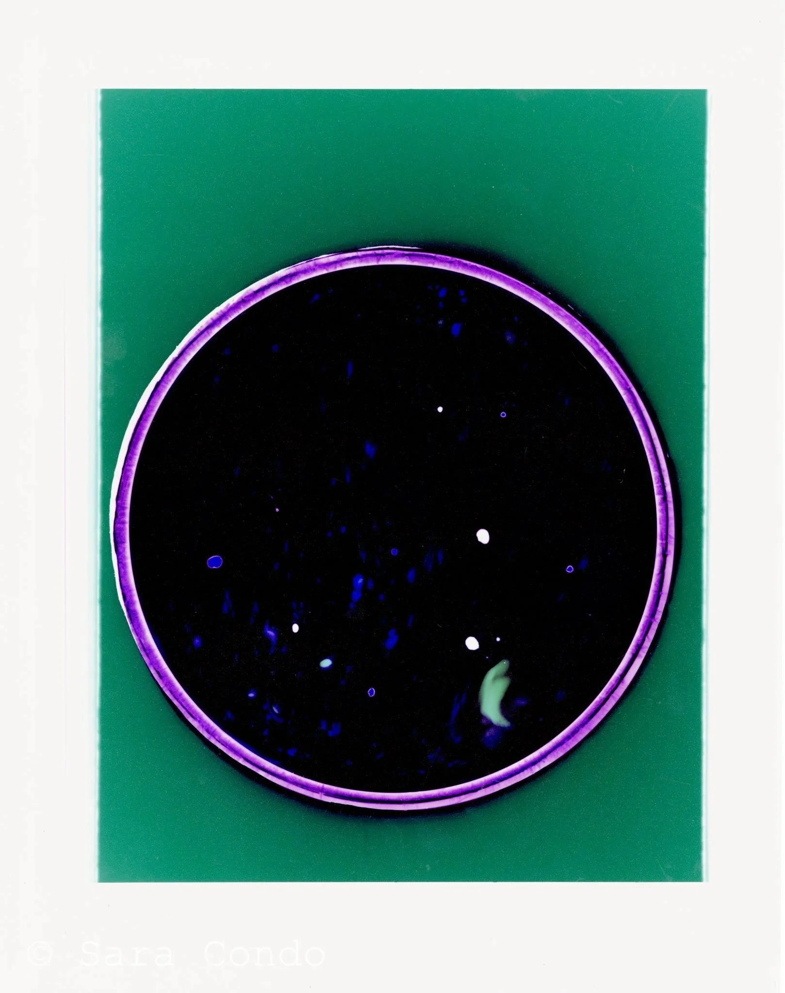 Petri Dish (Green, Indigo)