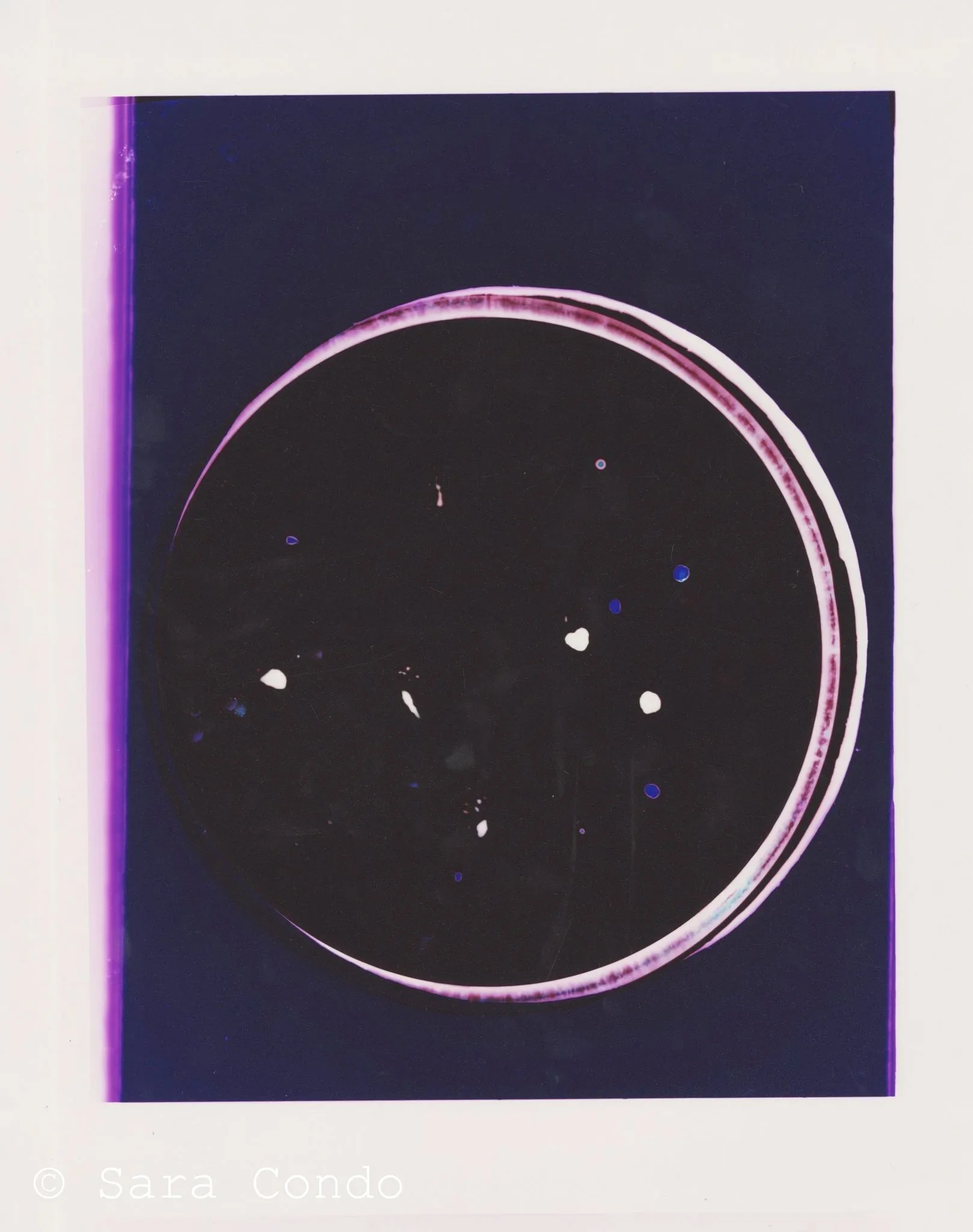 Petri Dish (Purple)