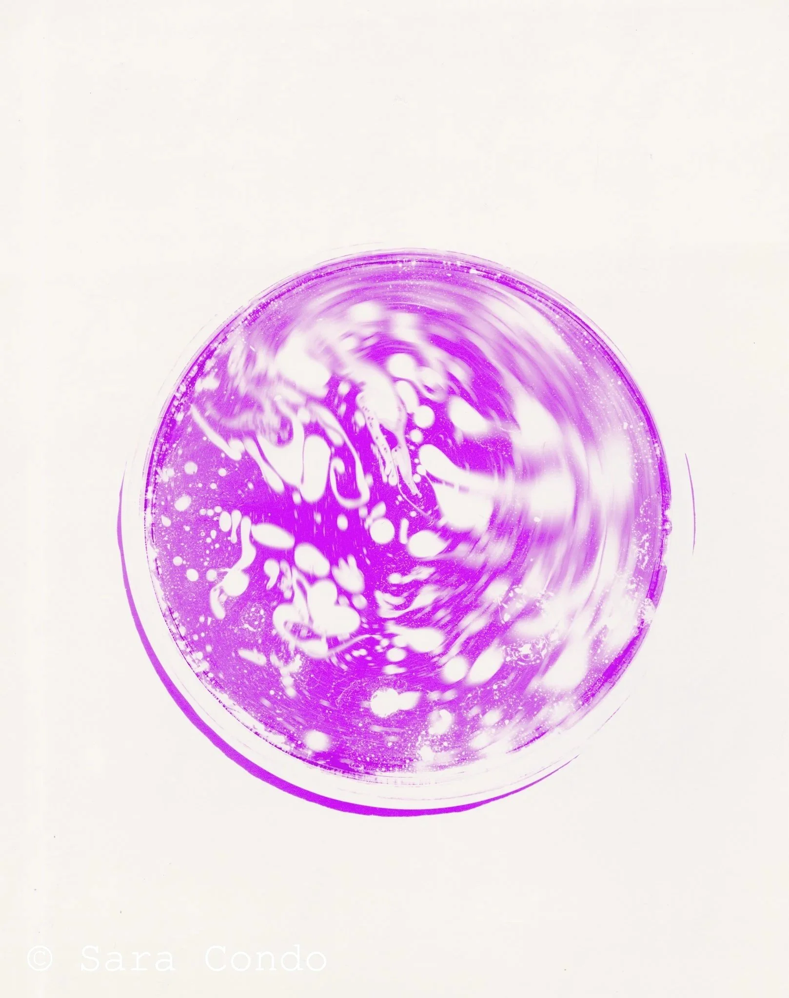 Petri Dish (Magenta)