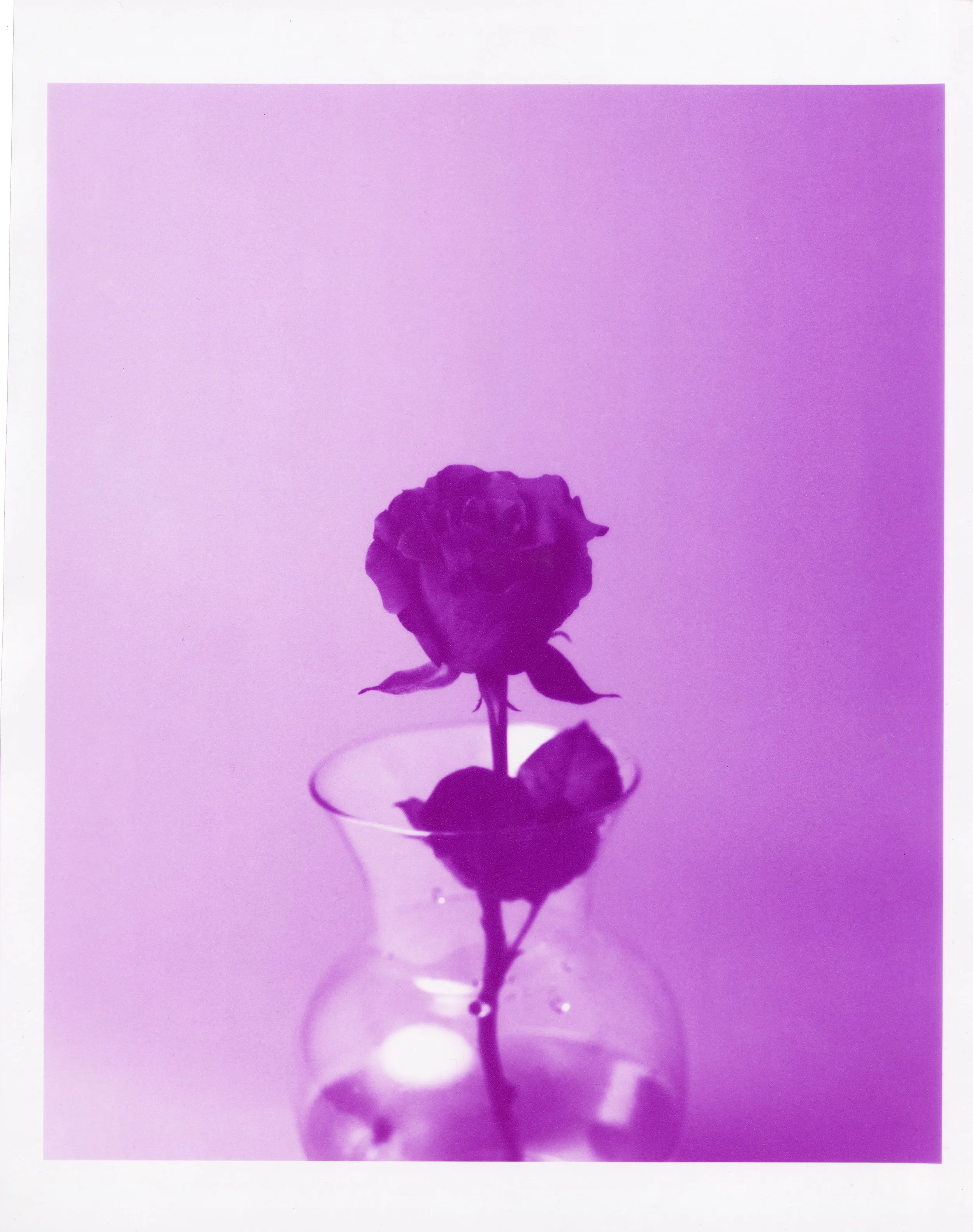 Rose (Magenta)