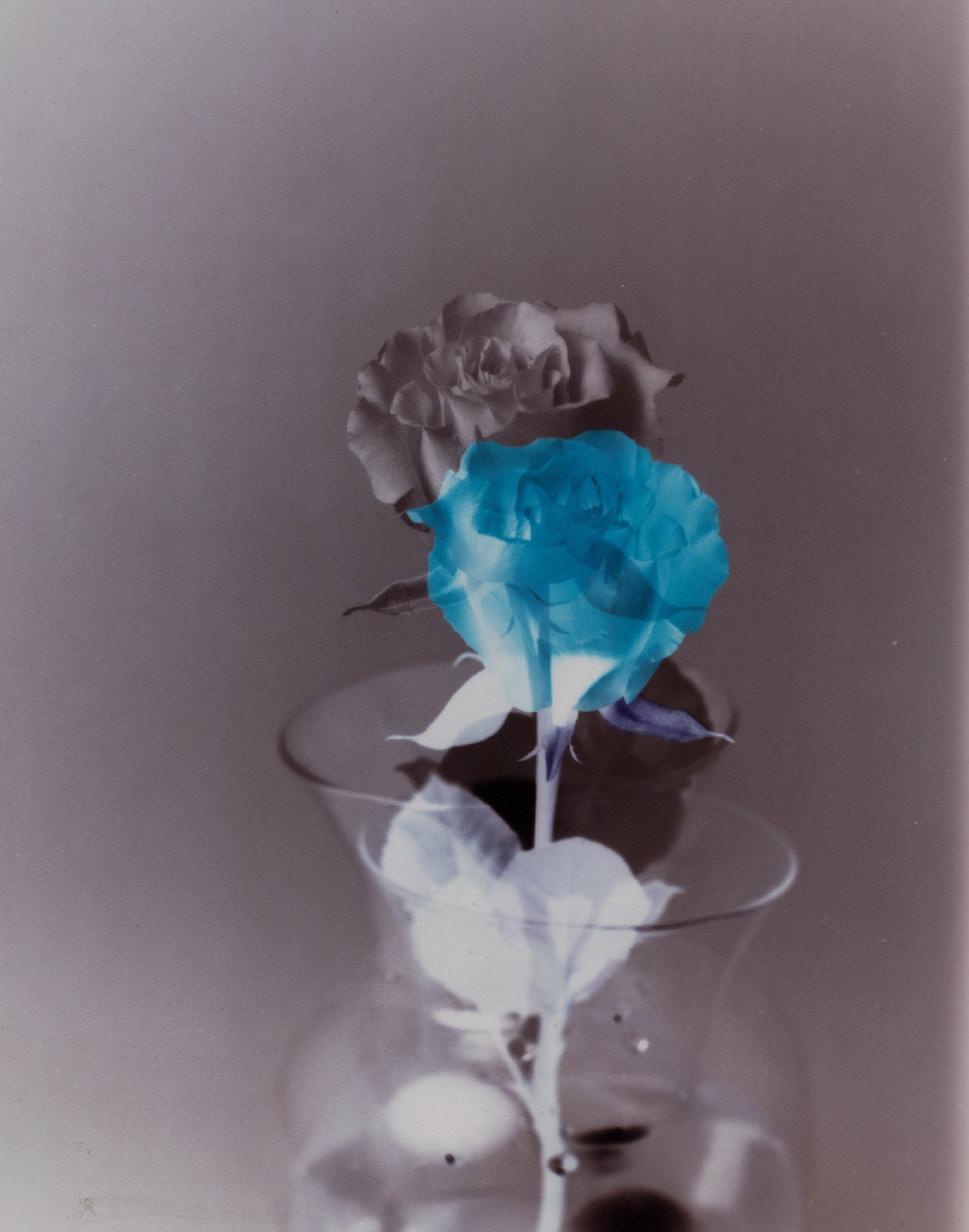 Rose (Purple, Cyan)