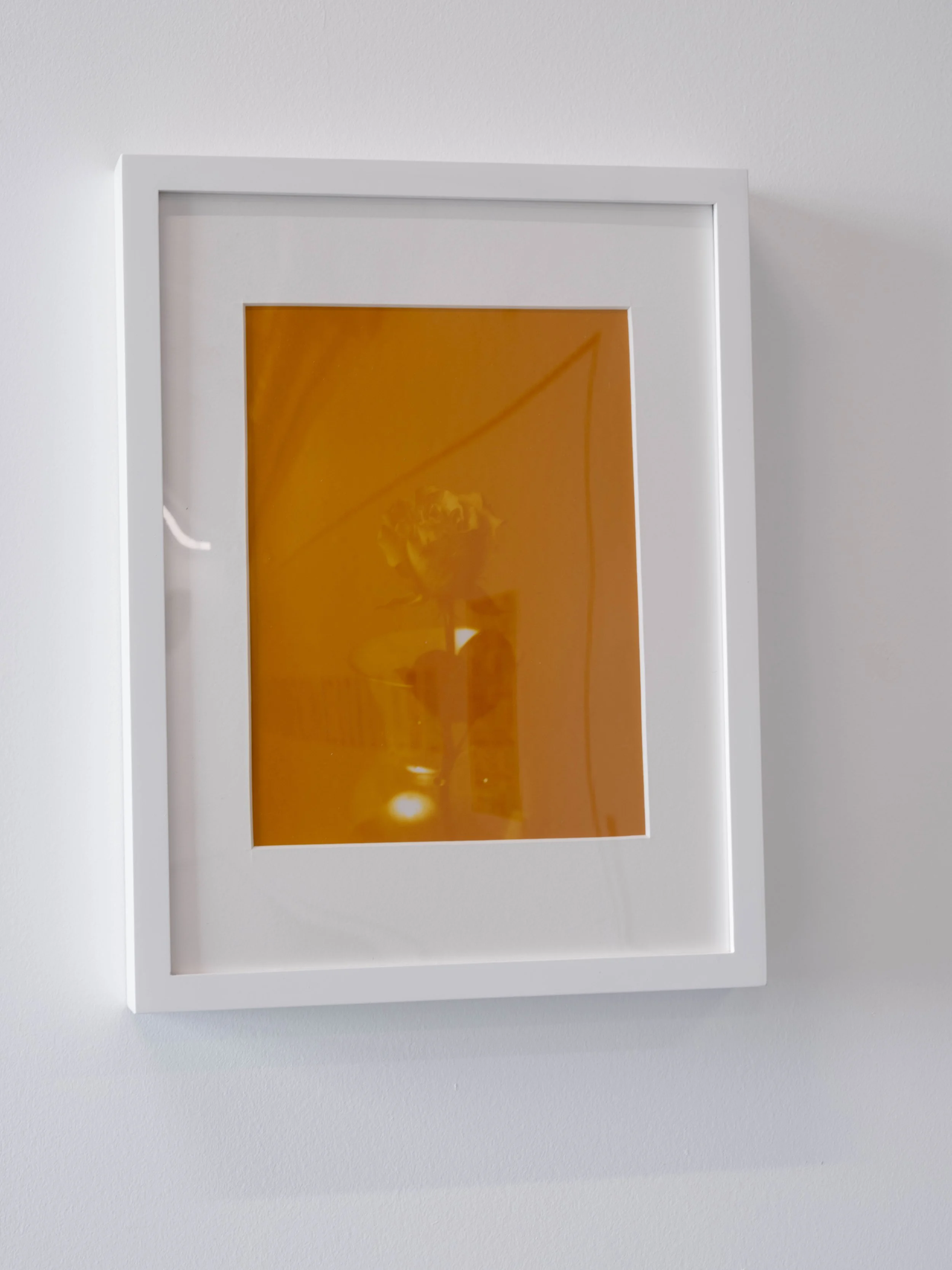 Rose (Orange)