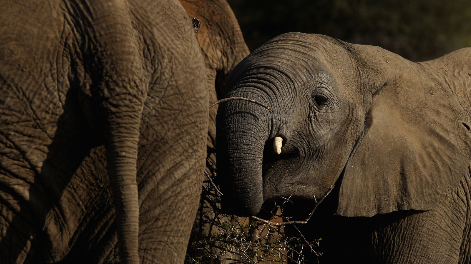 How elephants may help Africa's rainforests fight climate change