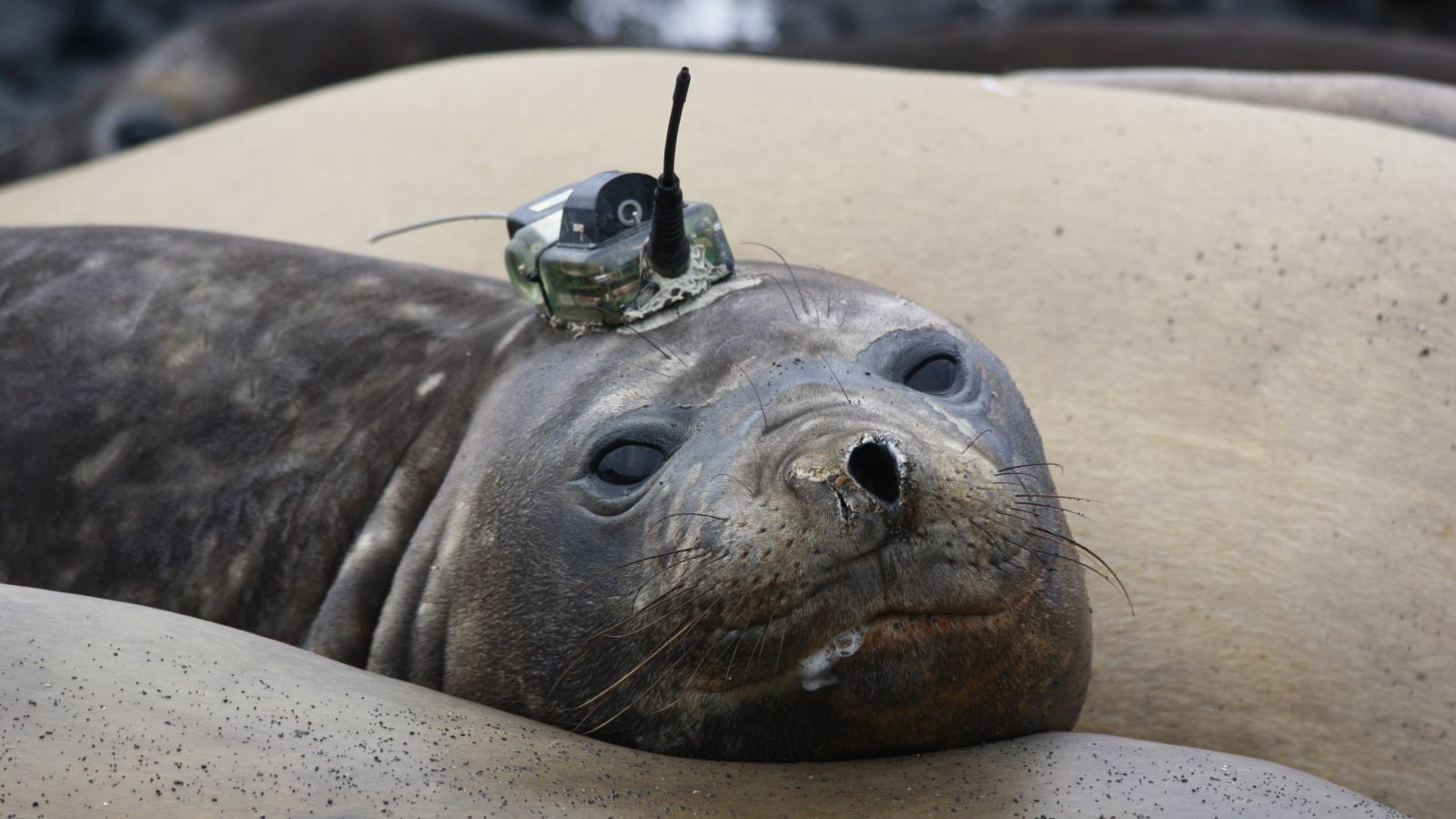 Seals with sensors help solve the mystery of Antarctica's giant sea ice hole