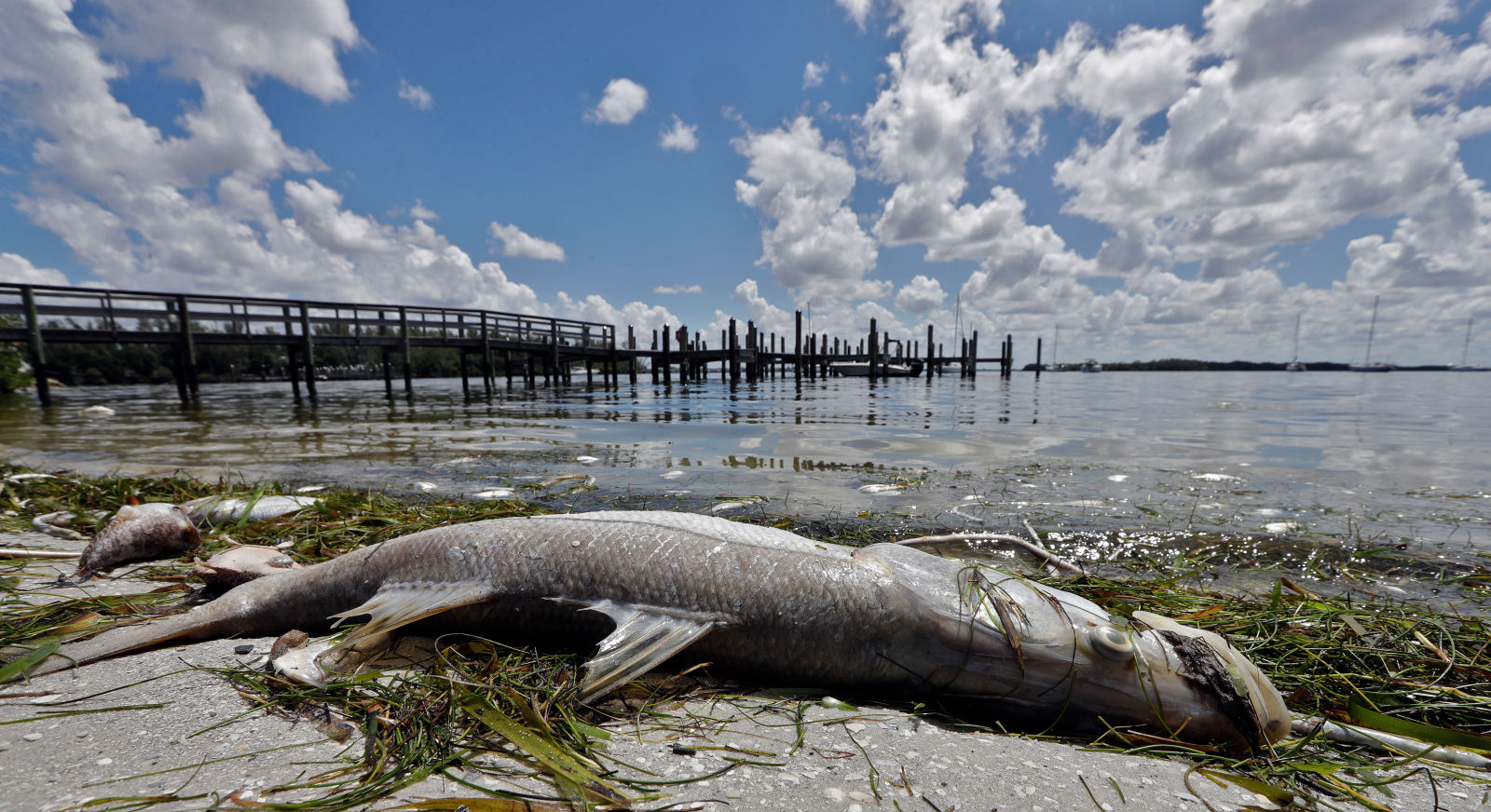 Why is Florida's red tide outbreak so bad right now?