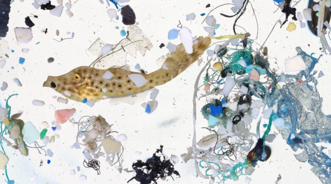 Baby fish are riddled with 'prey-sized' plastic