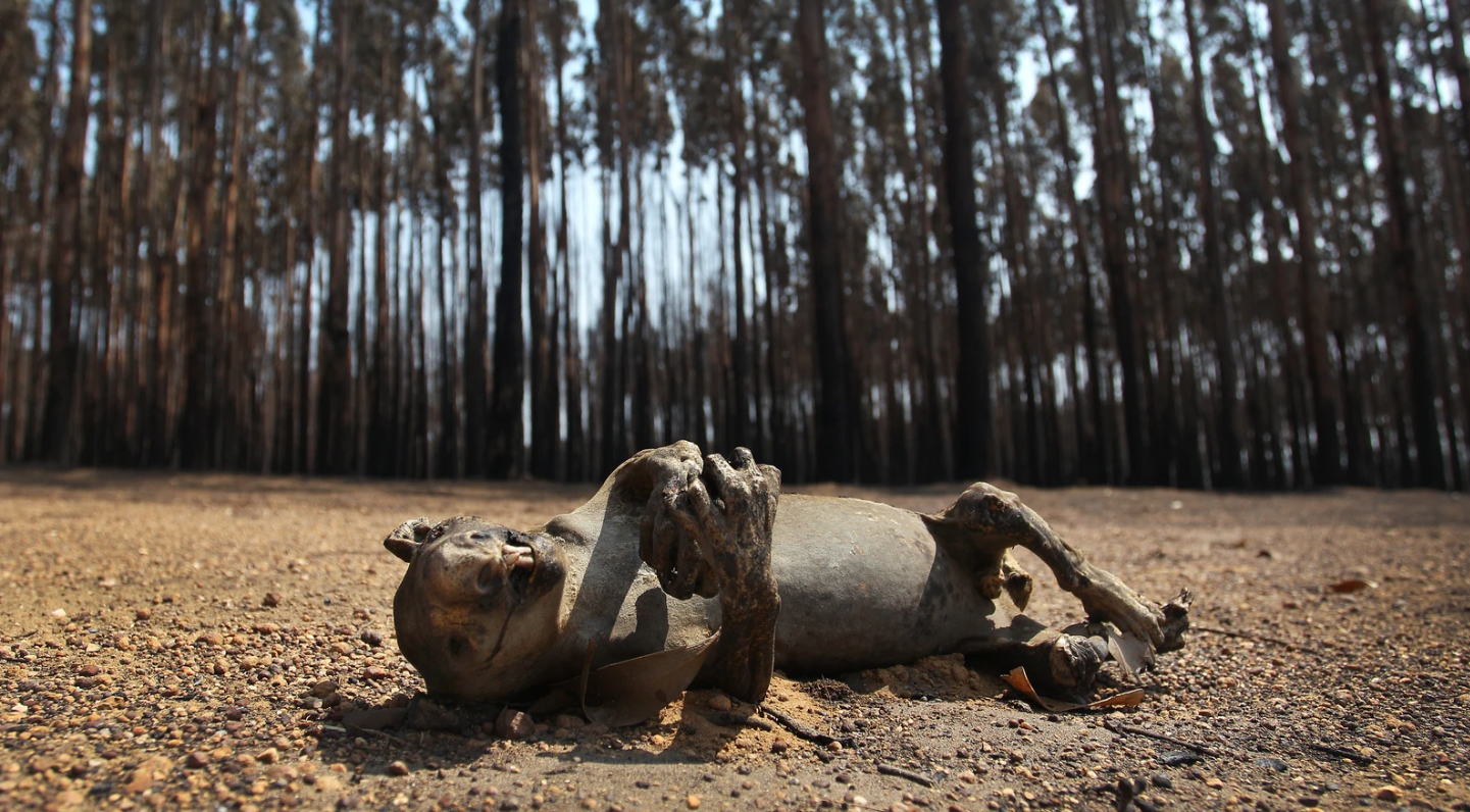 Australia's Bushfires Are an Ecological Catastrophe