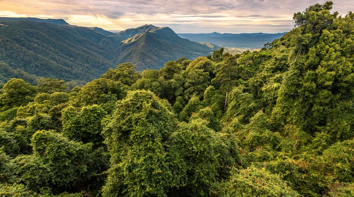 Australia's Ancient Forests Are Burning