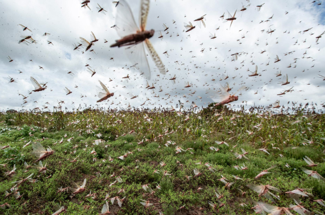 The Climate Science Behind East Africa's Plague of Locusts
