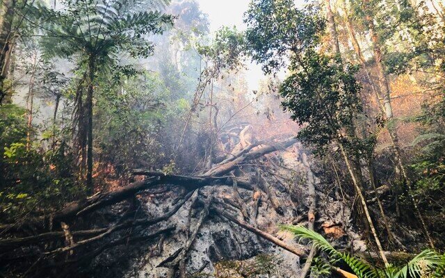 A Forgotten Forest of Ancient Trees Was Devastated By Fires