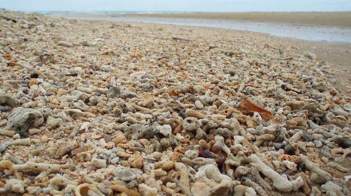 The Great Barrier Reef Is Headed For Unprecedented Bleaching