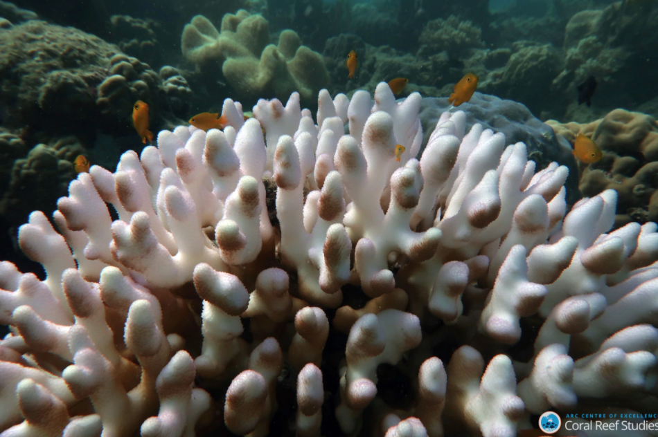 Great Barrier Reef Suffers Record Bleaching