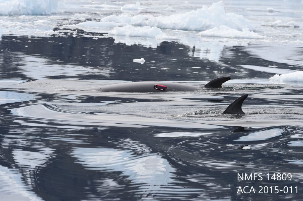 Whales With Cameras Help Scientists Explore Antarctica