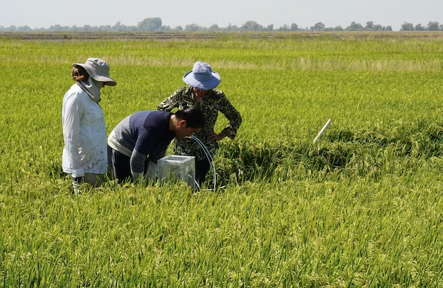 Can we hack plant DNA to fight climate change?