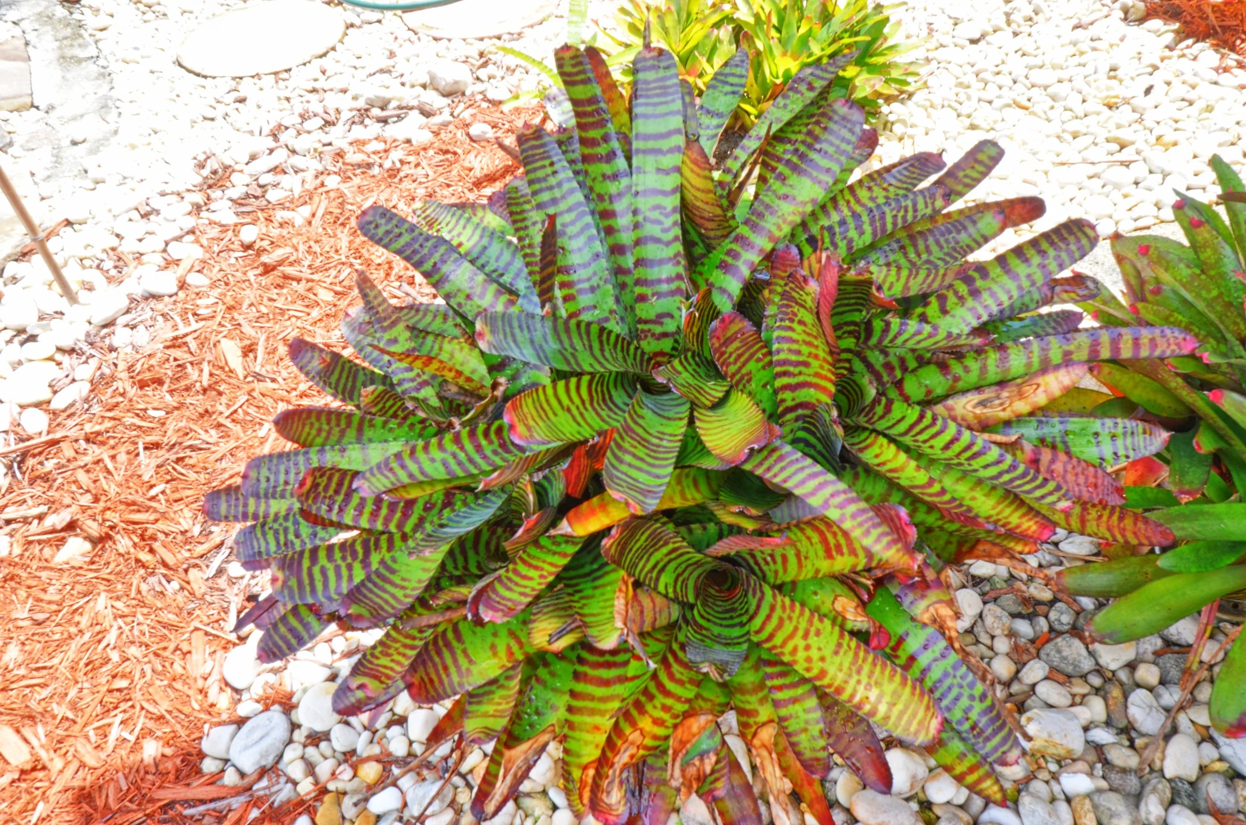 DSC_1377_8_9_easyHDR-vivid-colors.jpg