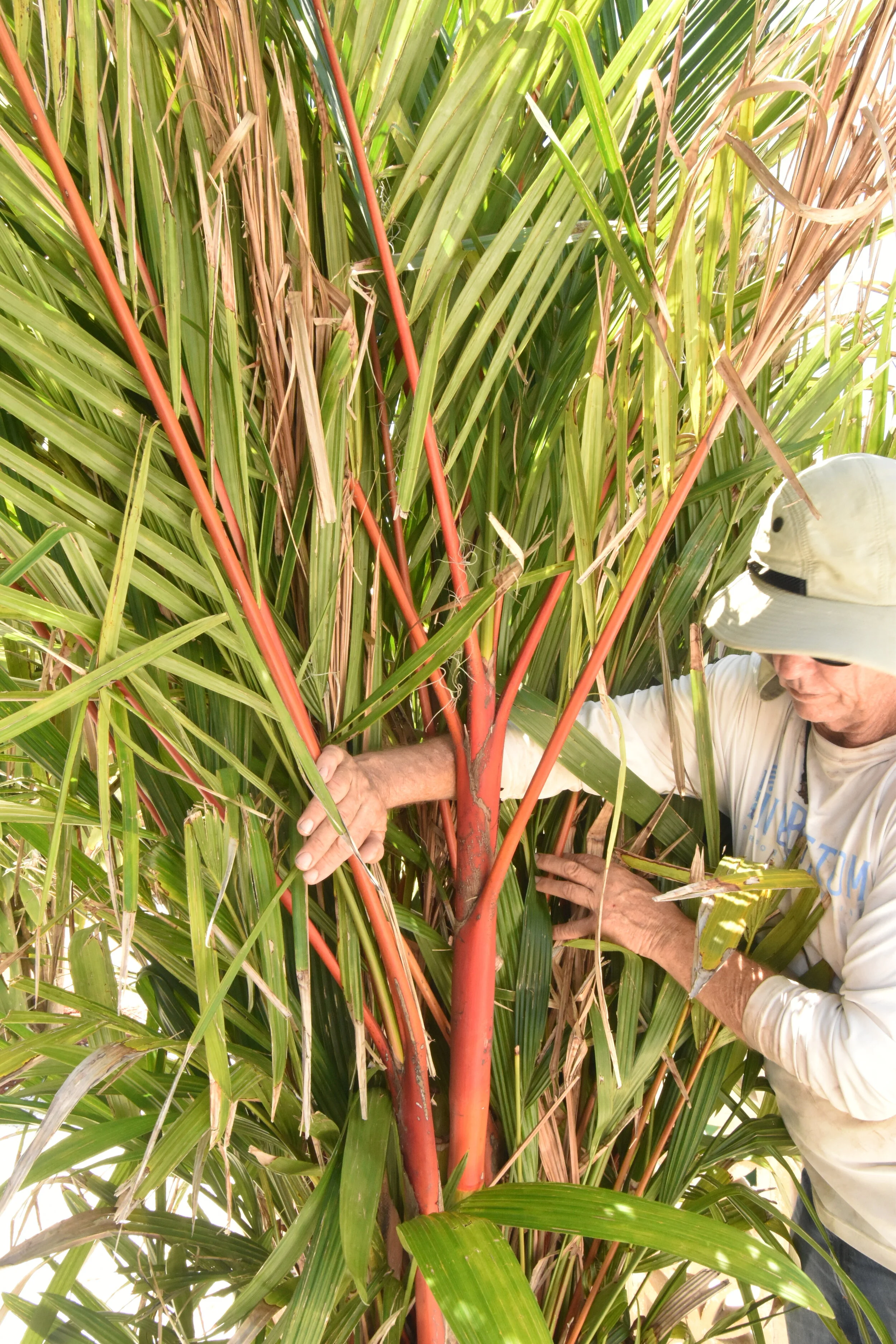 Lipstick Palm(rare)