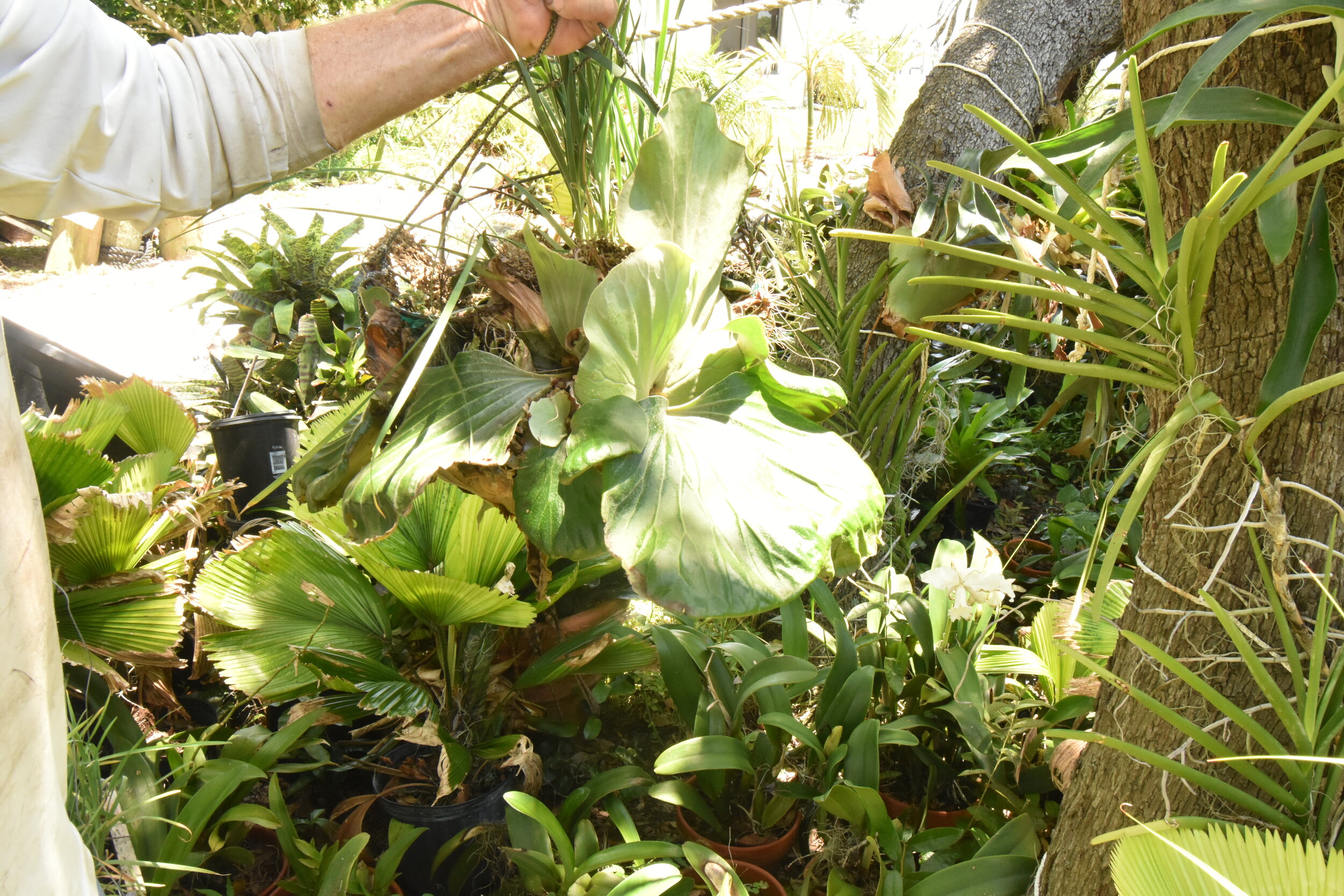 Staghorn Fern