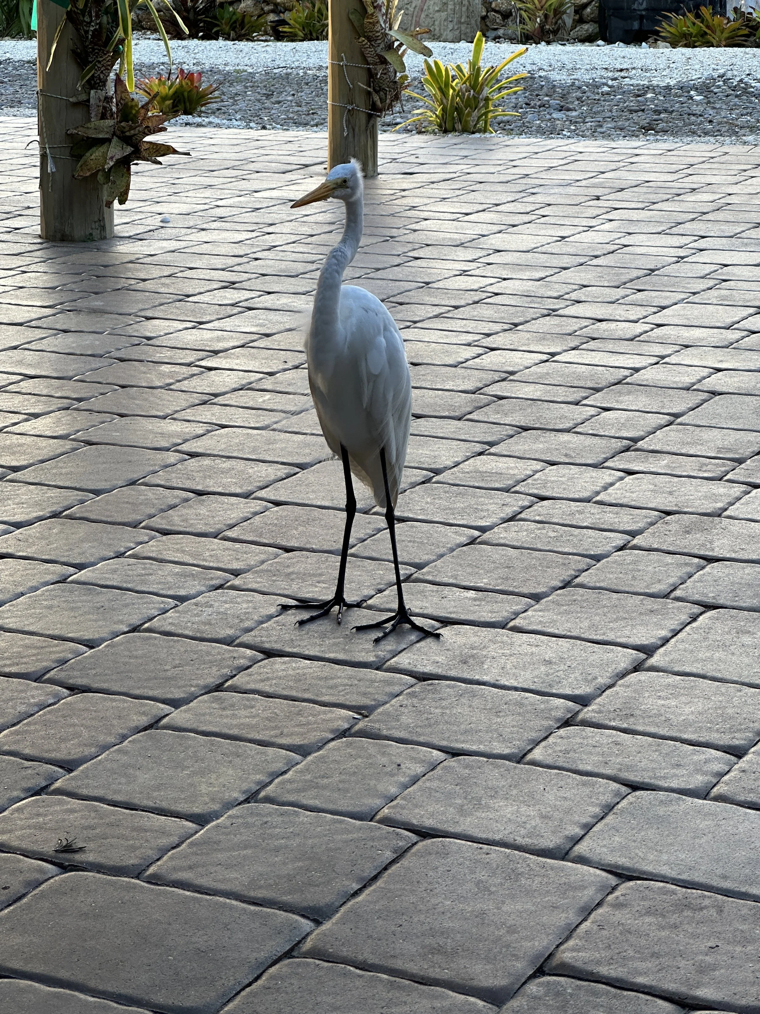 IMG_0539.jpeg