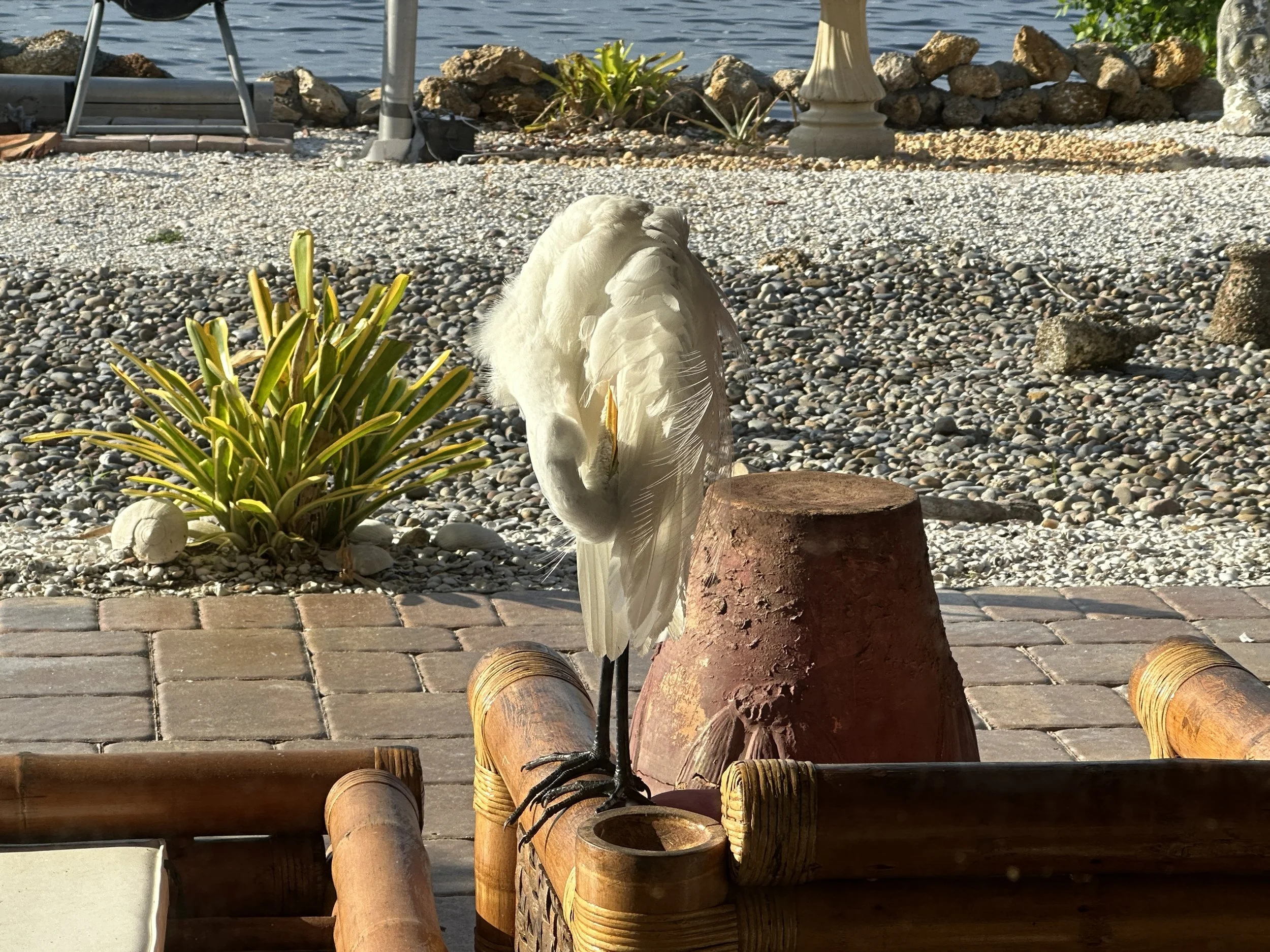 IMG_0554.jpeg