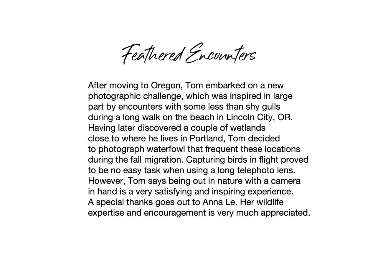 feathered_encounters.jpg