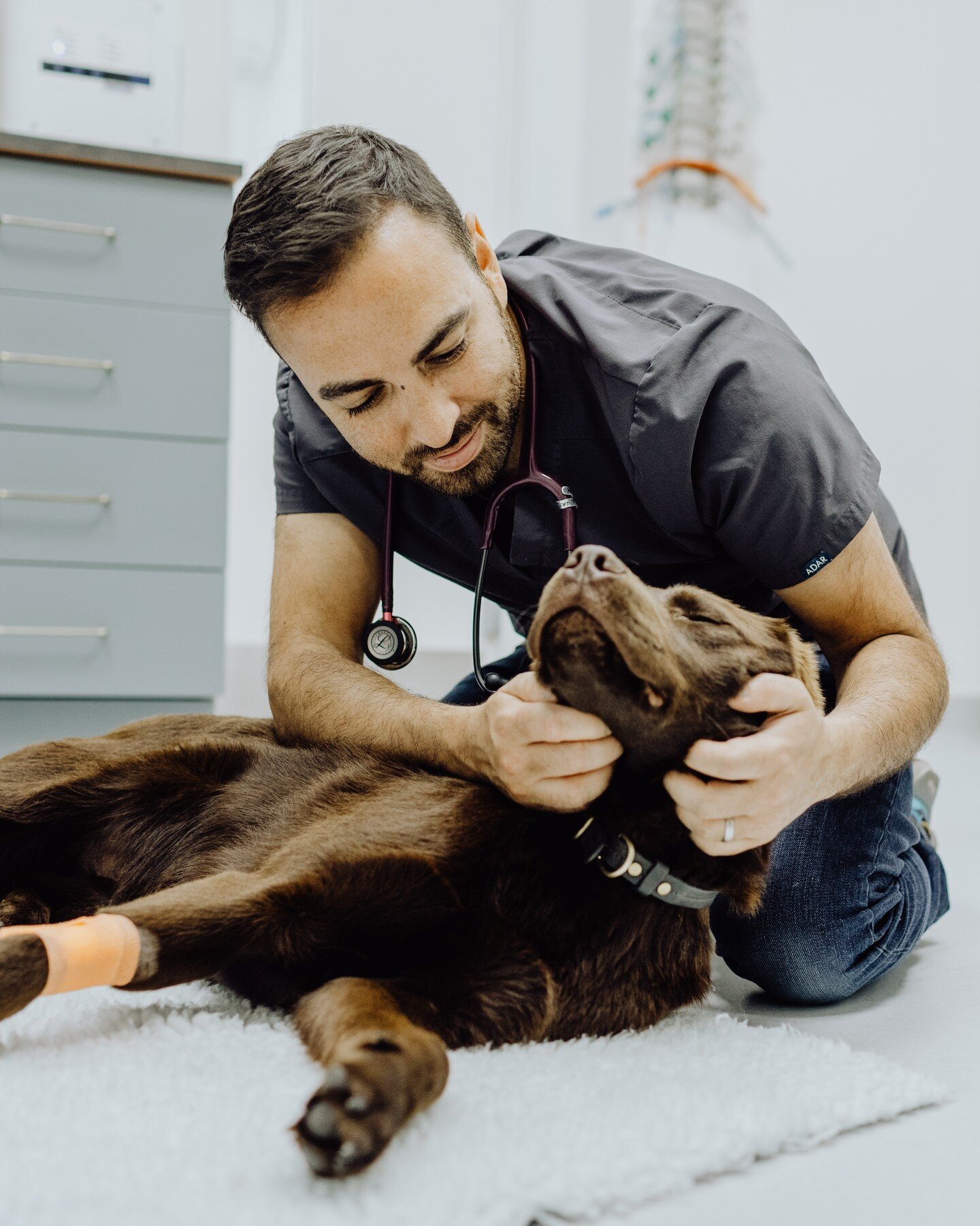 Latest project with the team at @the_urban_vet 🐕

---------------
#vet #theurbanvet #earlsfield #wandsworth #londonvet #veterinary #veterinaryphotography #wimbledon #tooting #tootingnewsie #balham