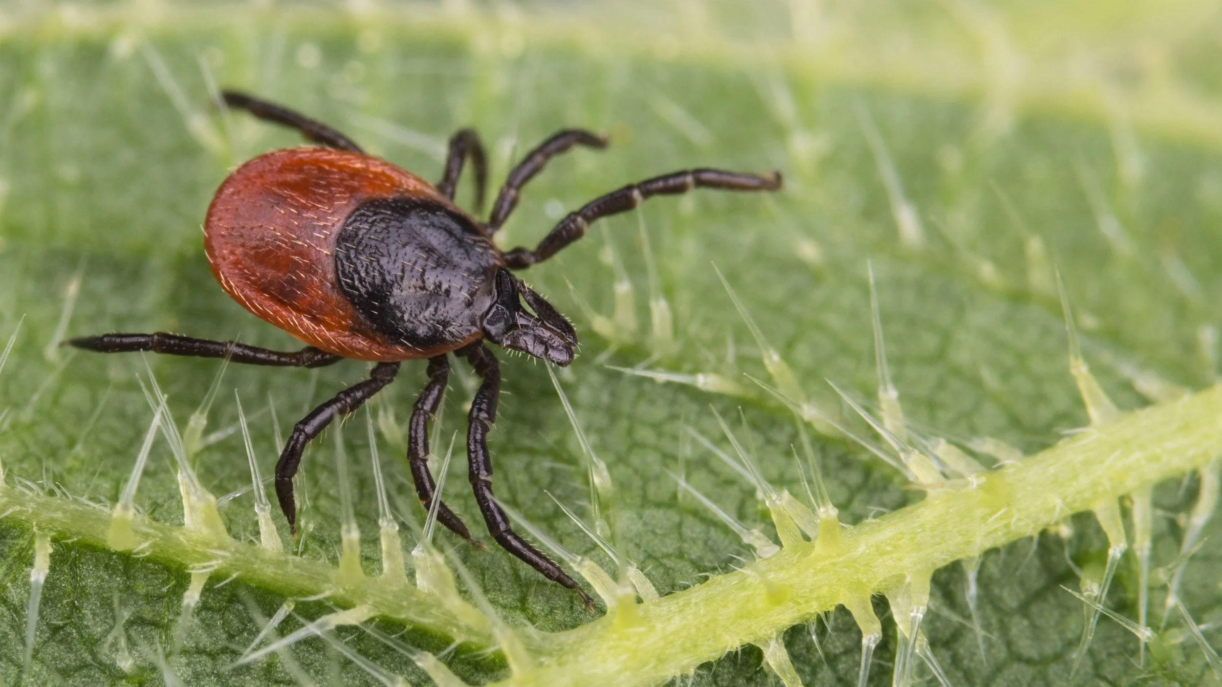 Tick Season Reminders