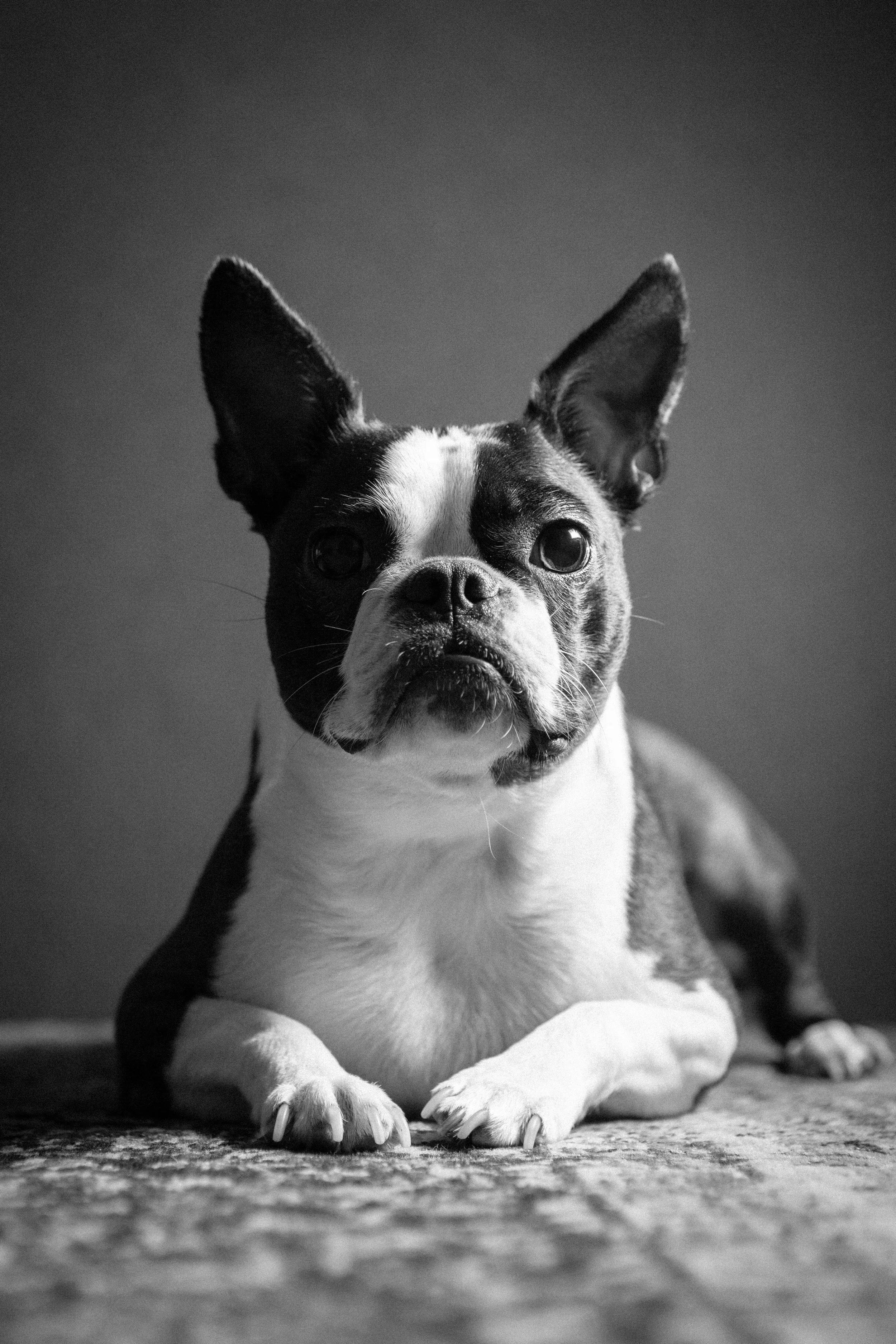 Ticks and Dogs - All Year Struggle 