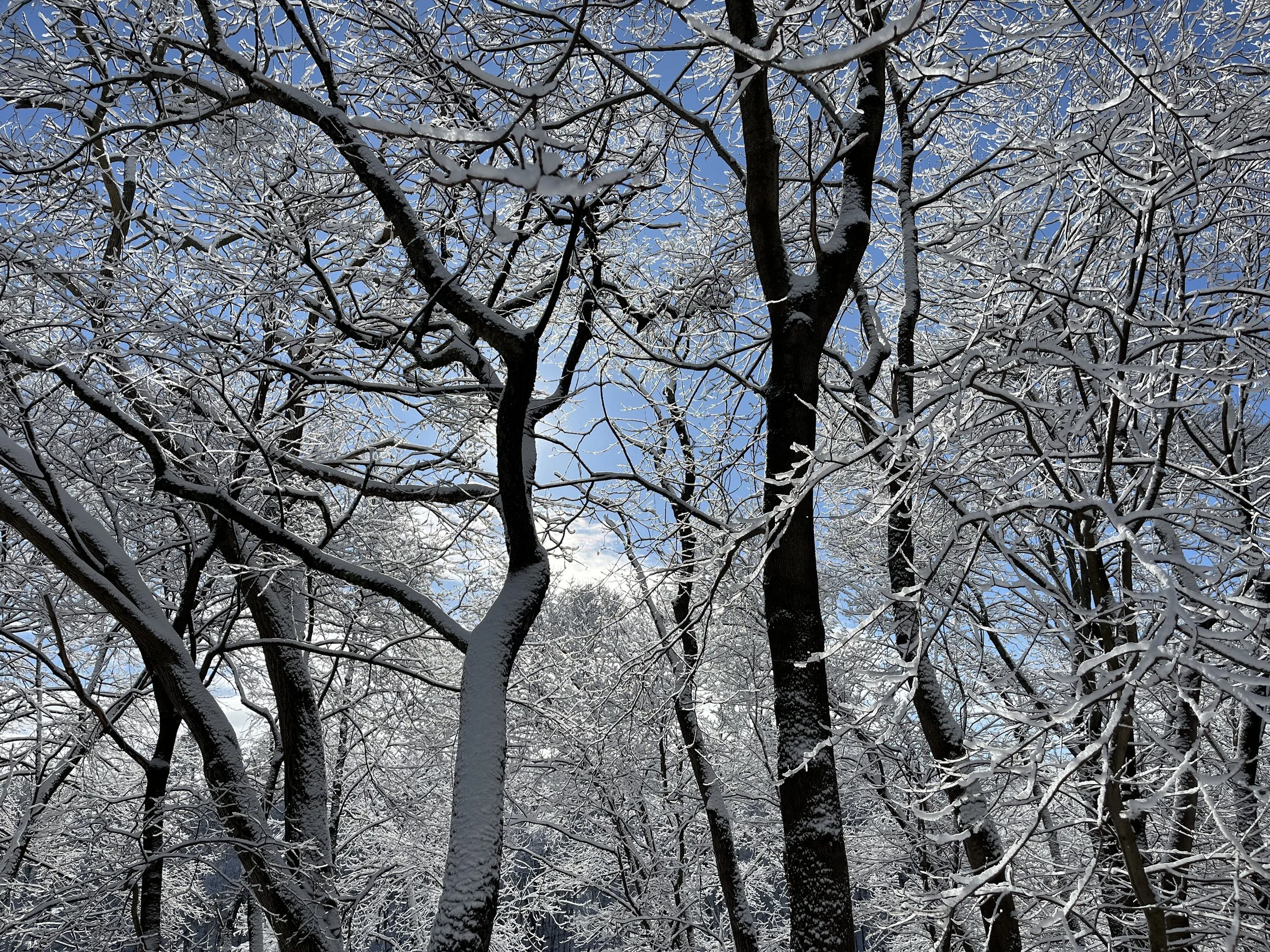 Warmer Winter - More Ticks