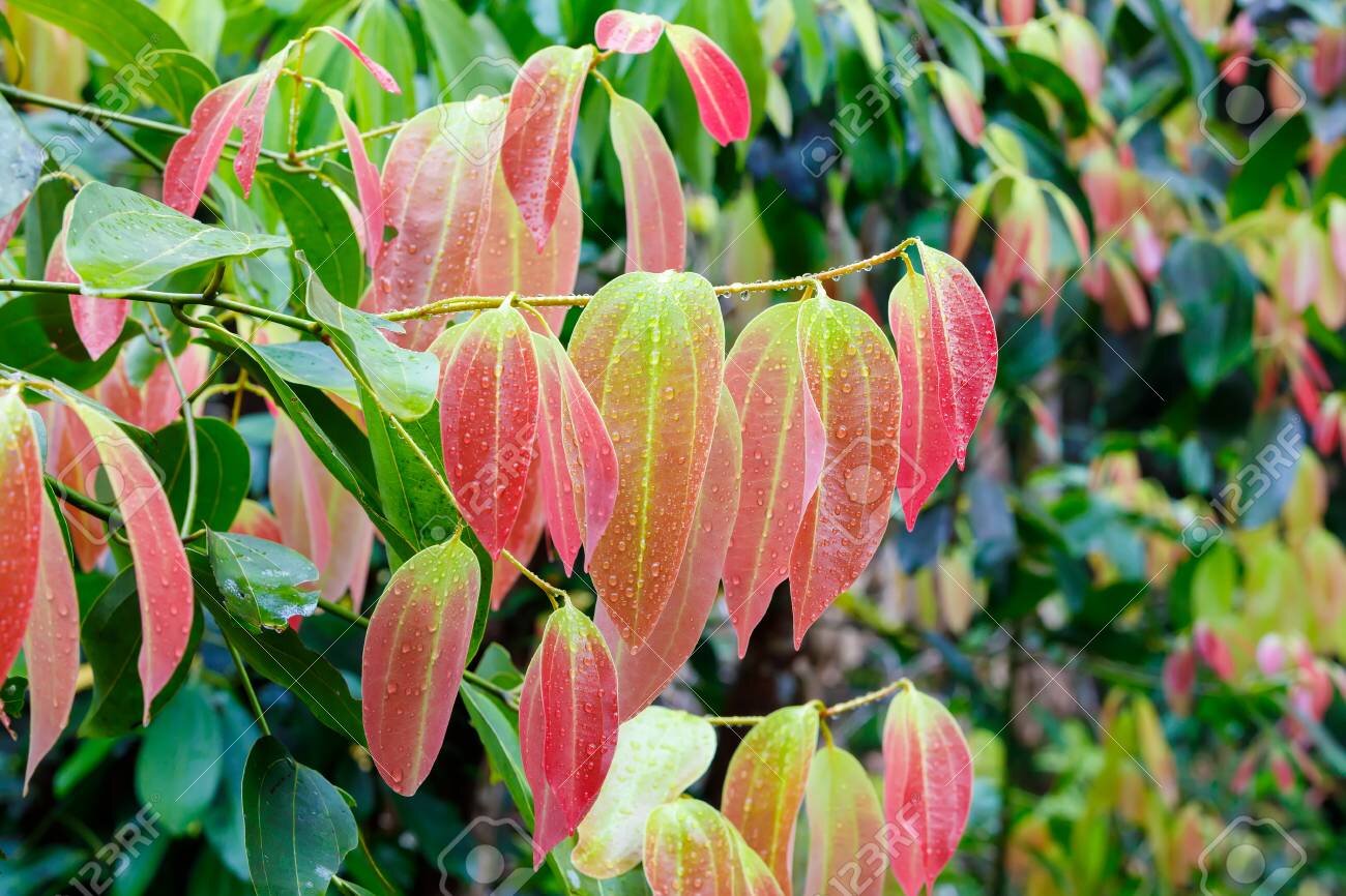 89581121-fresh-red-colored-leaves-on-cinnamon-tree-cinnamomum-zeylanicum-source-of-cinnamon-spice-masoala-for.jpg