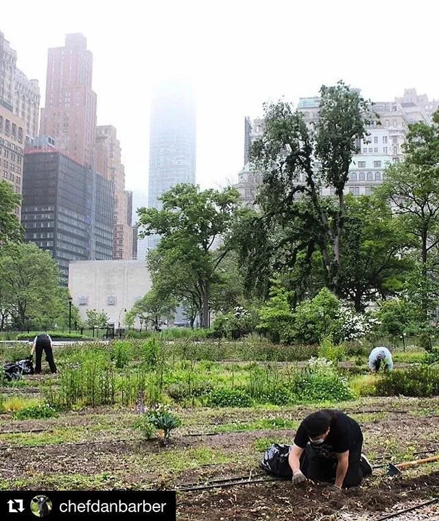 Check out what we&rsquo;ve been up to while the shop has been closed. You can take chefs out of the kitchen, but you can&rsquo;t keep these vegan chefs from working with vegetables 🥬🥕💪 #Repost @chefdanbarber
・・・
I wrote to the officials at Battery Park and asked what would happen if, in the middle of the night, an out of work cook or two from the Kitchen Farming Project went and ripped up a piece of their lawn&mdash;guerrilla gardening at the tip of Manhattan&mdash;and planted a kitchen garden?⠀
⠀
𝘞𝘰𝘶𝘭𝘥 𝘸𝘦, 𝘭𝘪𝘬𝘦, 𝘨𝘰 𝘵𝘰 𝘫𝘢𝘪𝘭? ⠀
⠀
Their answer came the next day:  𝘞𝘦 𝘸𝘰𝘯&rsquo;𝘵 𝘱𝘶𝘵 𝘢𝘯𝘺𝘰𝘯𝘦 𝘪𝘯 𝘫𝘢𝘪𝘭.  𝘐𝘯𝘴𝘵𝘦𝘢𝘥, 𝘸𝘦&rsquo;𝘥 𝘭𝘪𝘬𝘦 𝘵𝘰 𝘰𝘧𝘧𝘦𝘳 𝘵𝘩𝘦 𝘤𝘰𝘰𝘬𝘴 𝘢 𝘩𝘢𝘭𝘧-𝘢𝘤𝘳𝘦 𝘵𝘰 𝘤𝘶𝘭𝘵𝘪𝘷𝘢𝘵𝘦 𝘢𝘯𝘥 𝘩𝘢𝘳𝘷𝘦𝘴𝘵. ⠀
⠀
It&rsquo;s hard to top 13 out of work cooks from incredible restaurants digging into infinitely valuable real estate to make it infinitely more valuable.  @king.newyork @lecrocodilebk @frenchettenyc @racines_