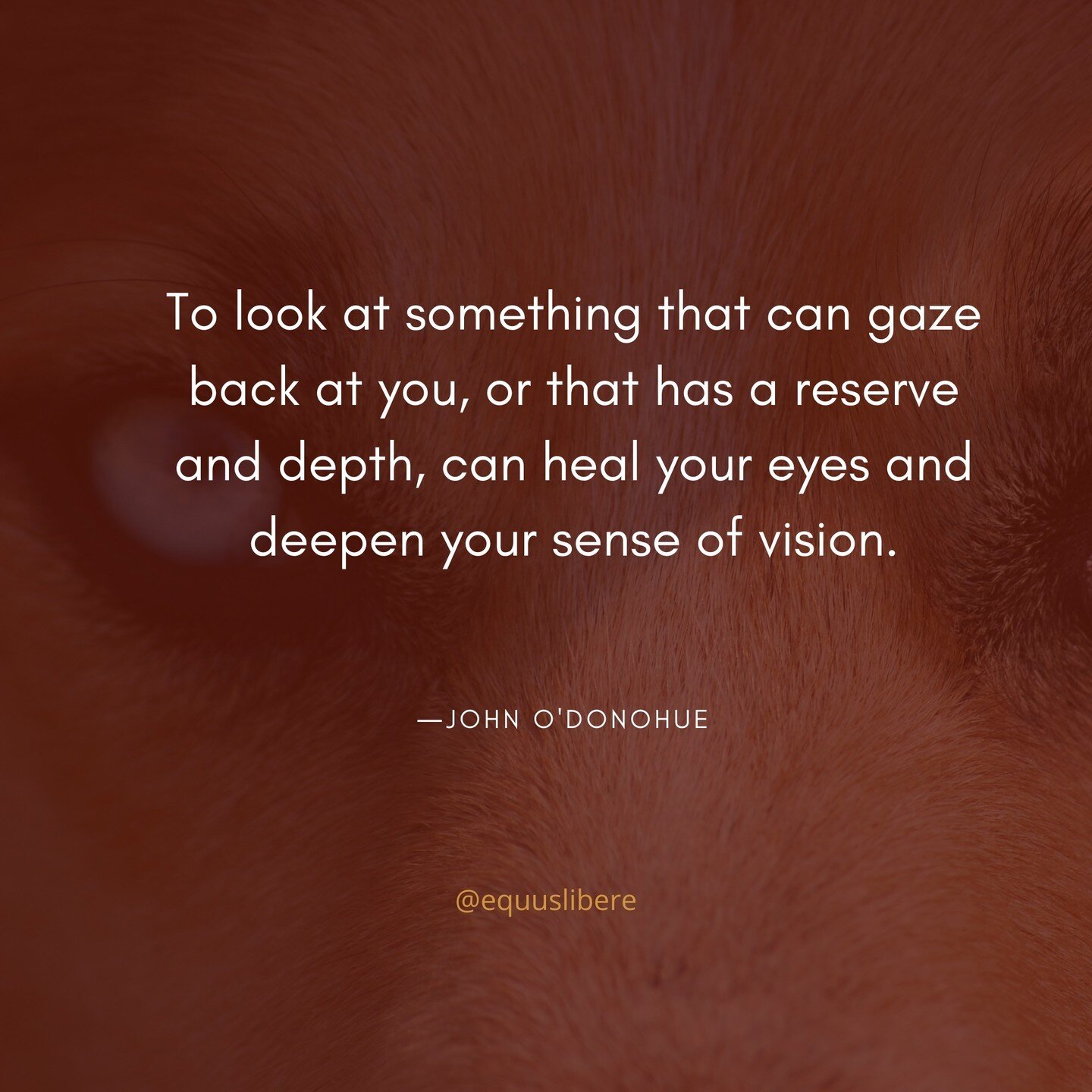 To look at something that can gaze back at you, or that has a reserve and depth, can heal your eyes and deepen your sense of vision.⠀
-John O'Donohue⠀
.⠀
.⠀
.⠀
#quotesoftheday #selfmotivation #inspirationalquotes #quotesdaily #inspired #somatics #wan