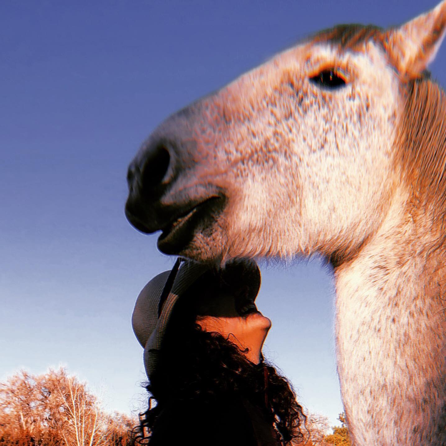 listening
humble
sacred
here
love
.
.
.
When the mind goes quiet, who are we?
.
.
.
#equuslibere #healing #love #equinefacilitatedlearning