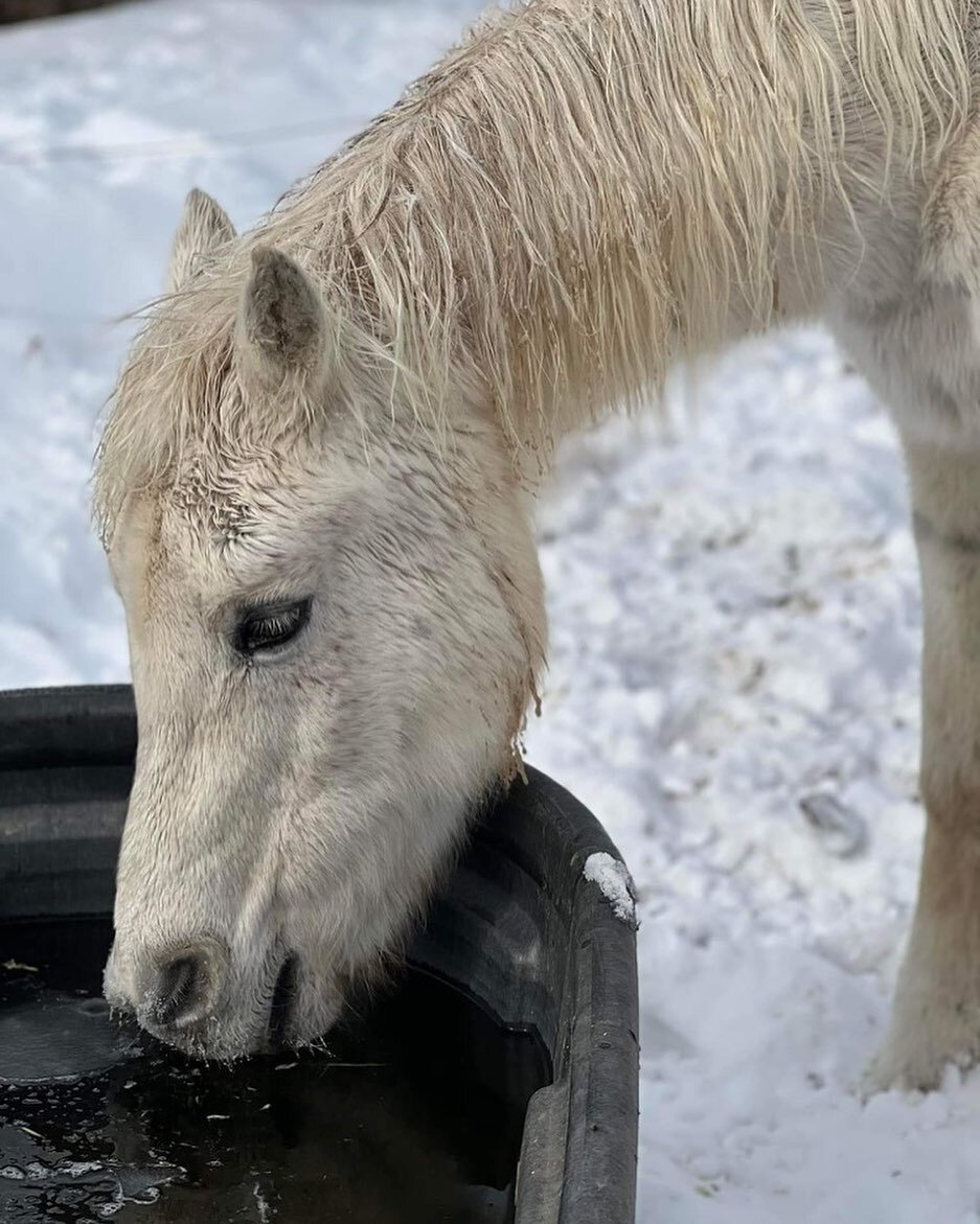 Pure sweetness. Love Marquis.
How much you teach us, gentle friend.
.
.
.
#equuslibere #equinefacilitatedlearning #love #horsesheal #becoming